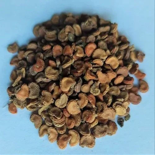 DATURA SEEDS