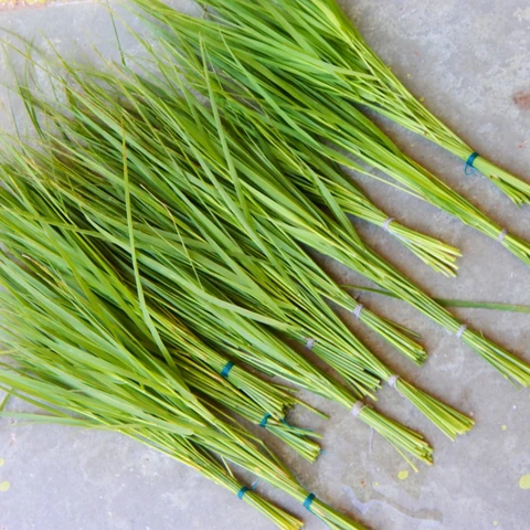 DURVA GRASS