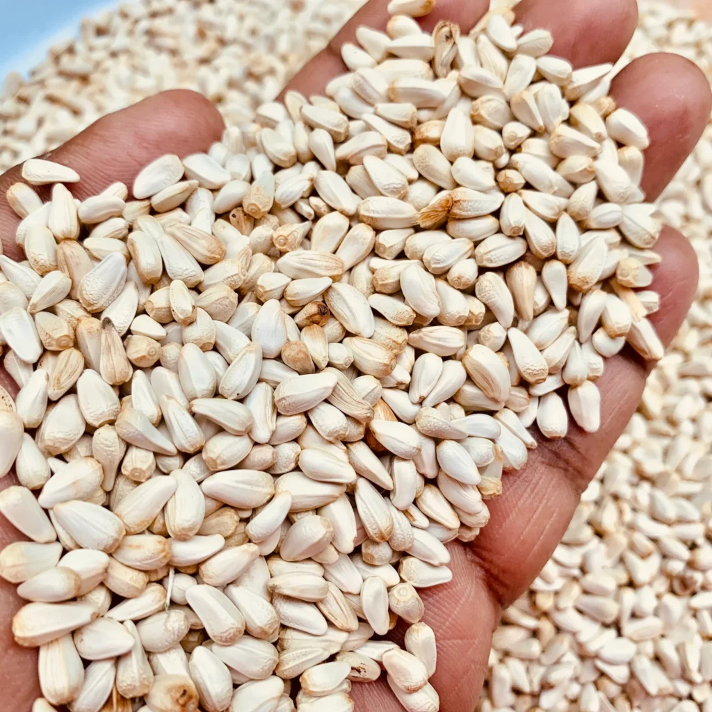 Kusum seeds