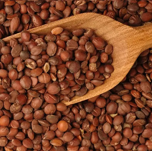 Malkangni
