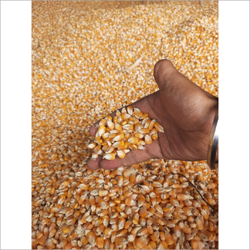 Maize Yellow | Makka