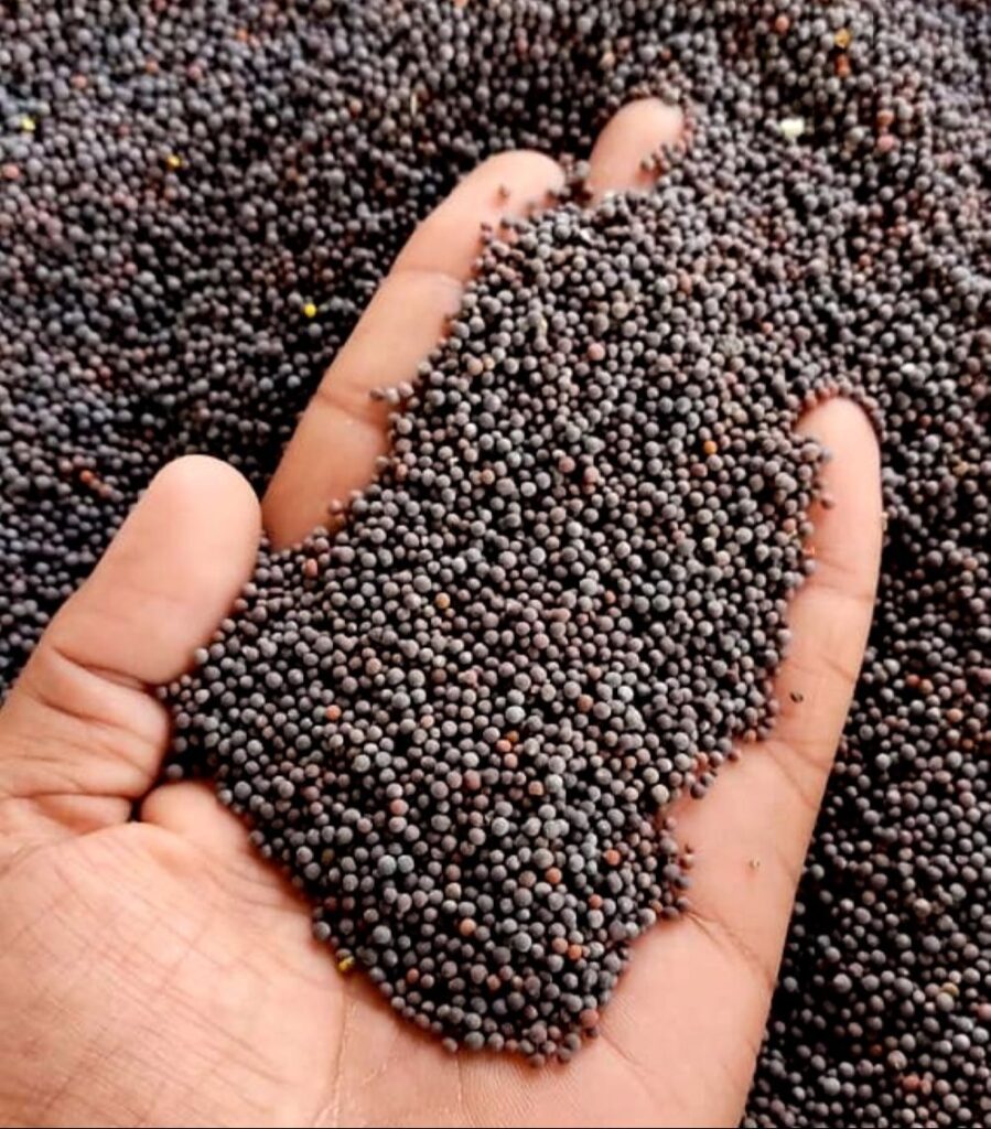 black-mustard-seeds