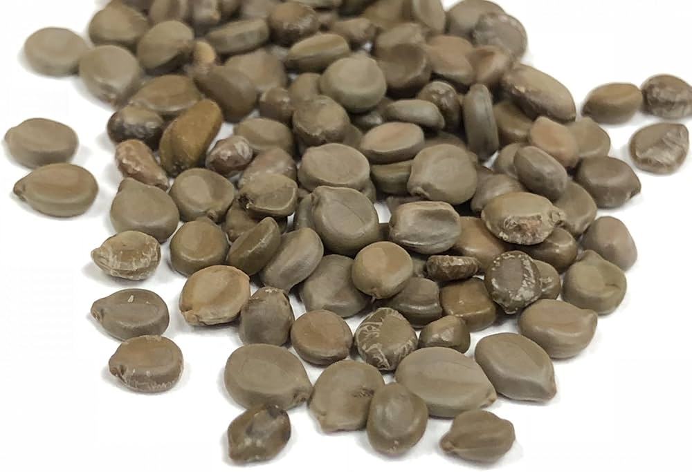 kasundi seed