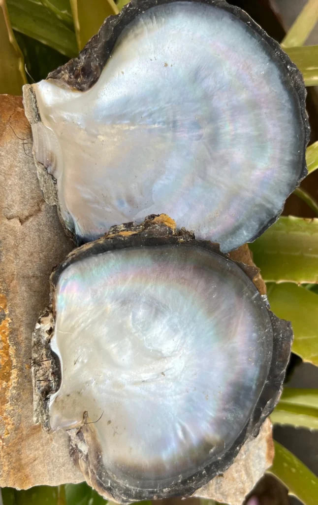 mop shell