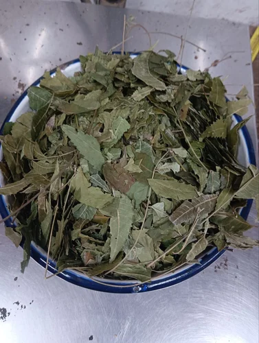 neem-patti