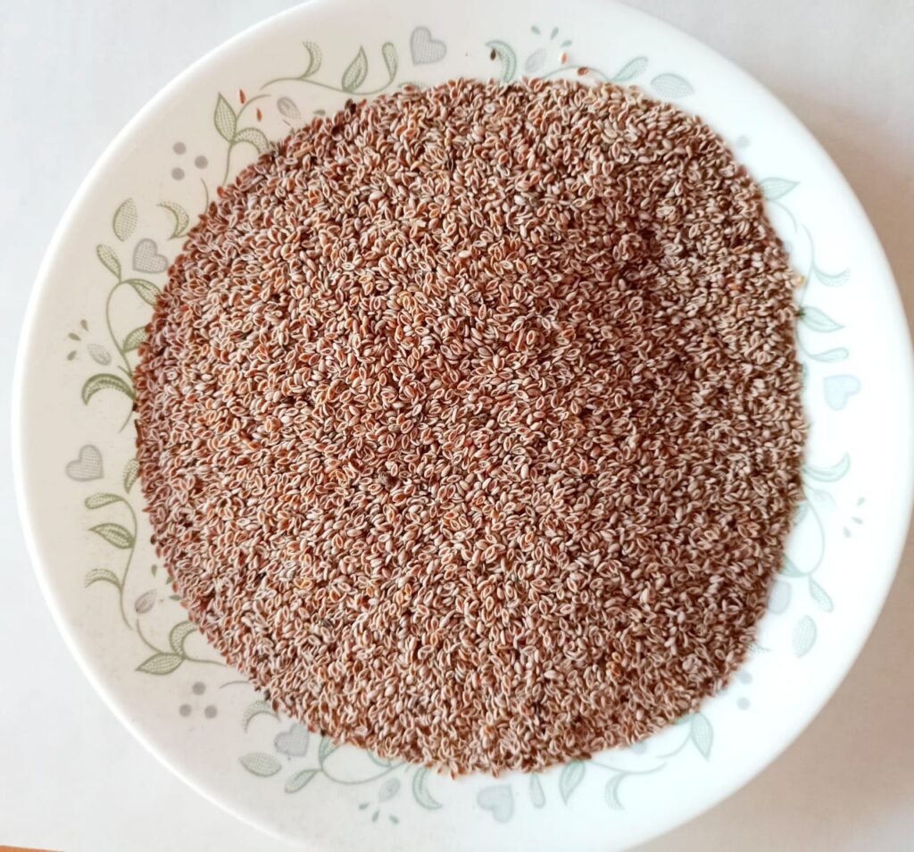 psyllium husk seed