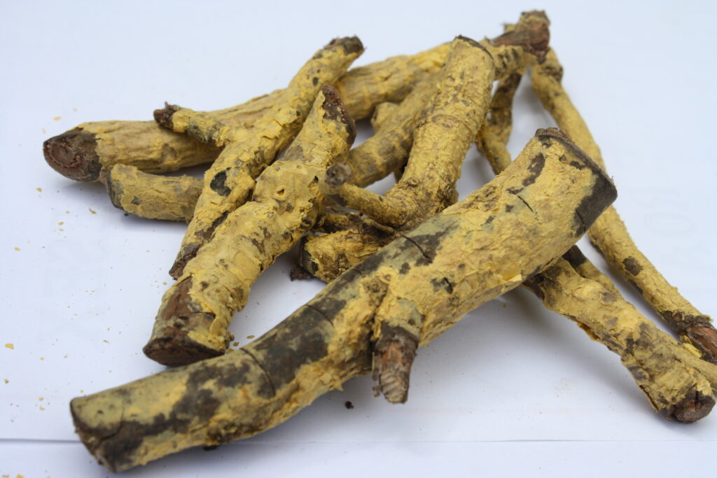 saptarangi-root