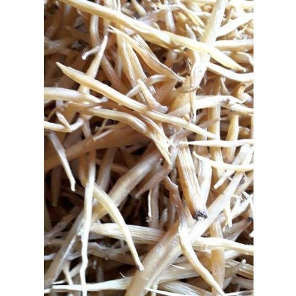 white-shatavari